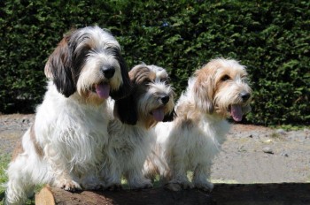 From left to right, Henry, Beri and Marmite