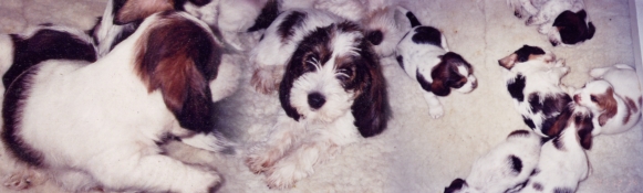 Pbgv puppies best sale